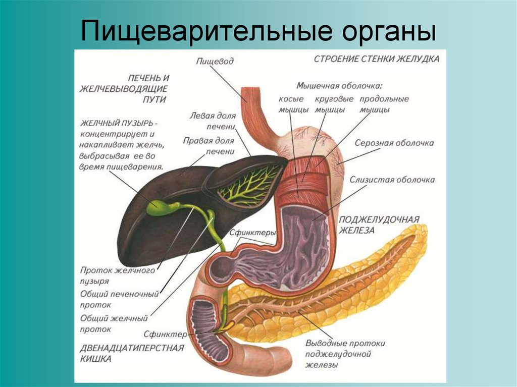 Какой цифрой на рисунке обозначен орган пищеварительный сок которого содержит соляную кислоту