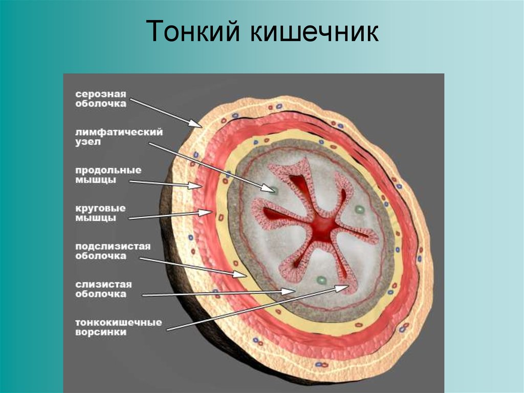 Кишечник в разрезе рисунок