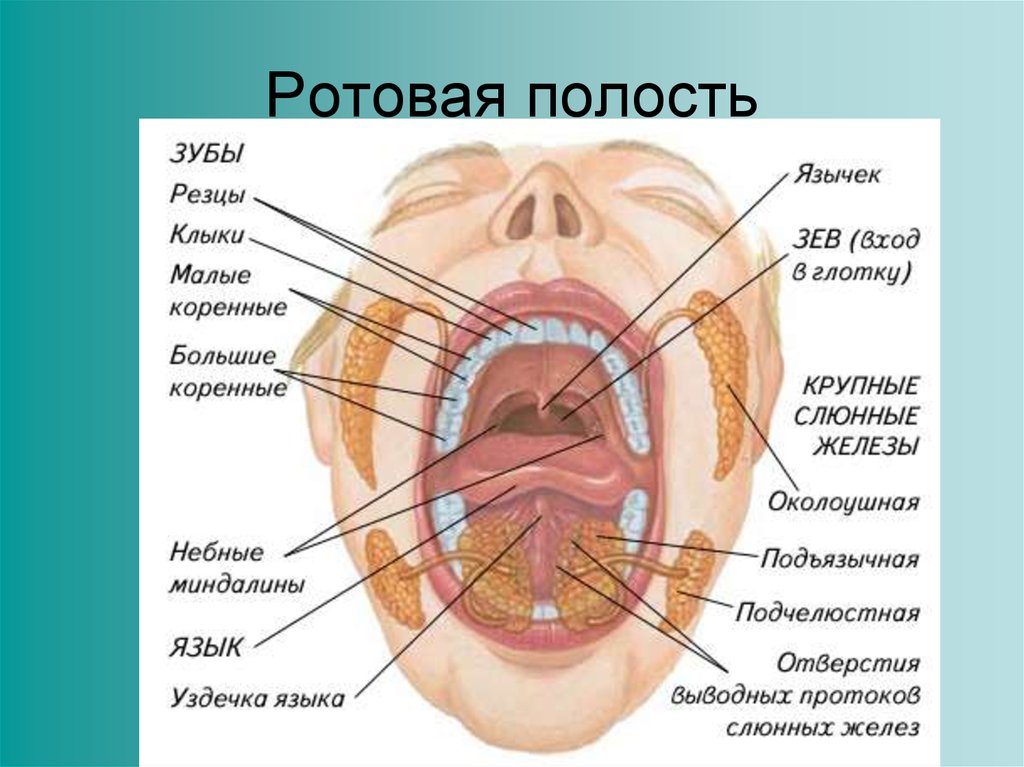 Глотка рисунок с обозначениями