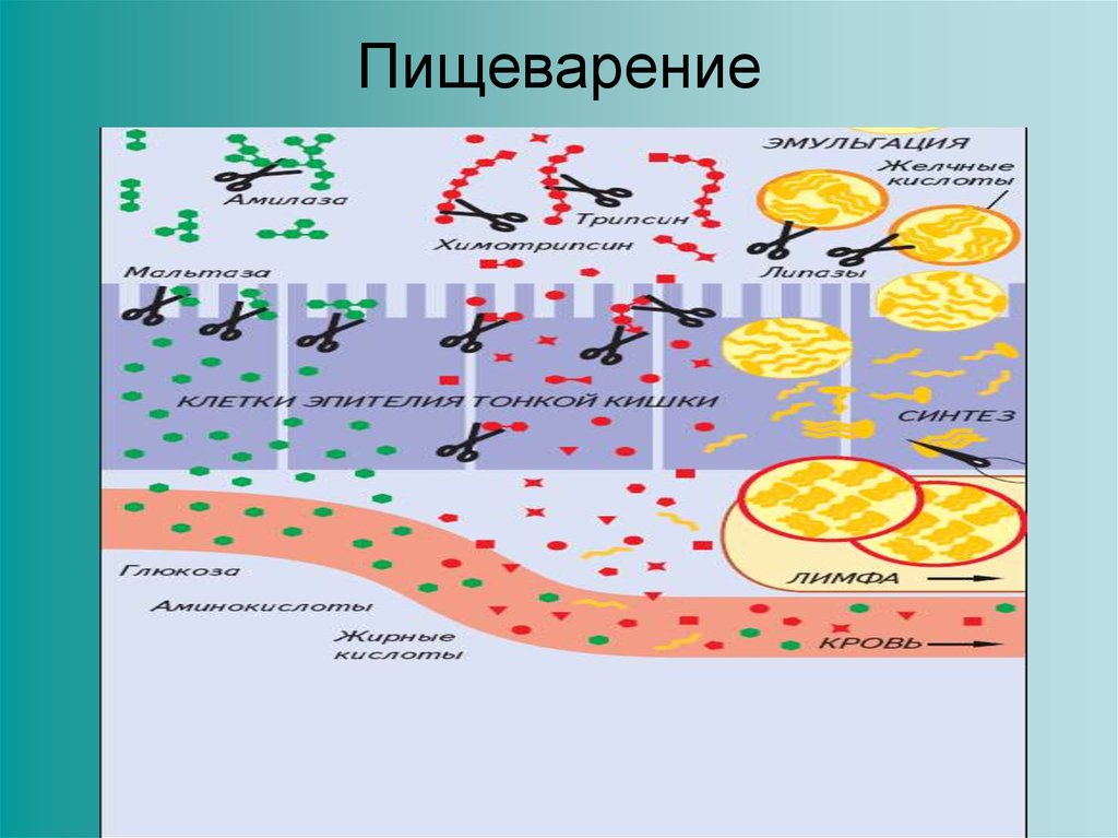 Пищеварение
