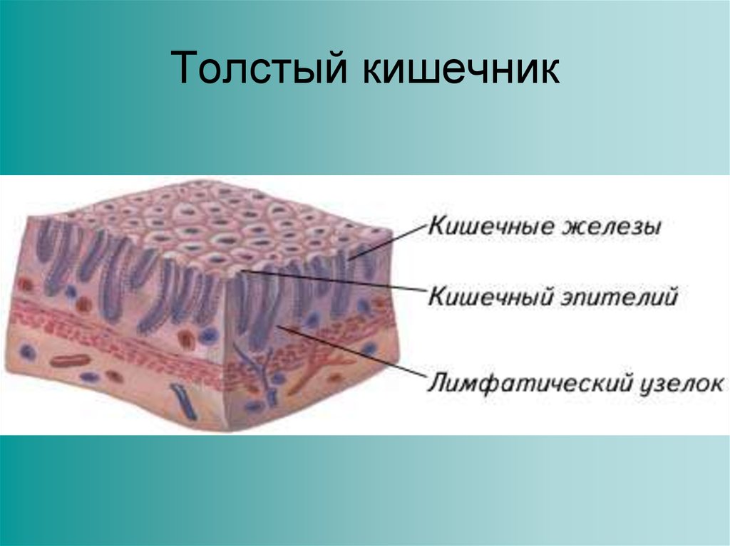 Железа кишечника. Железы кишечника строение. Кишечные железы строение. Толстый кишечник железы. Железы Толстого кишечника.