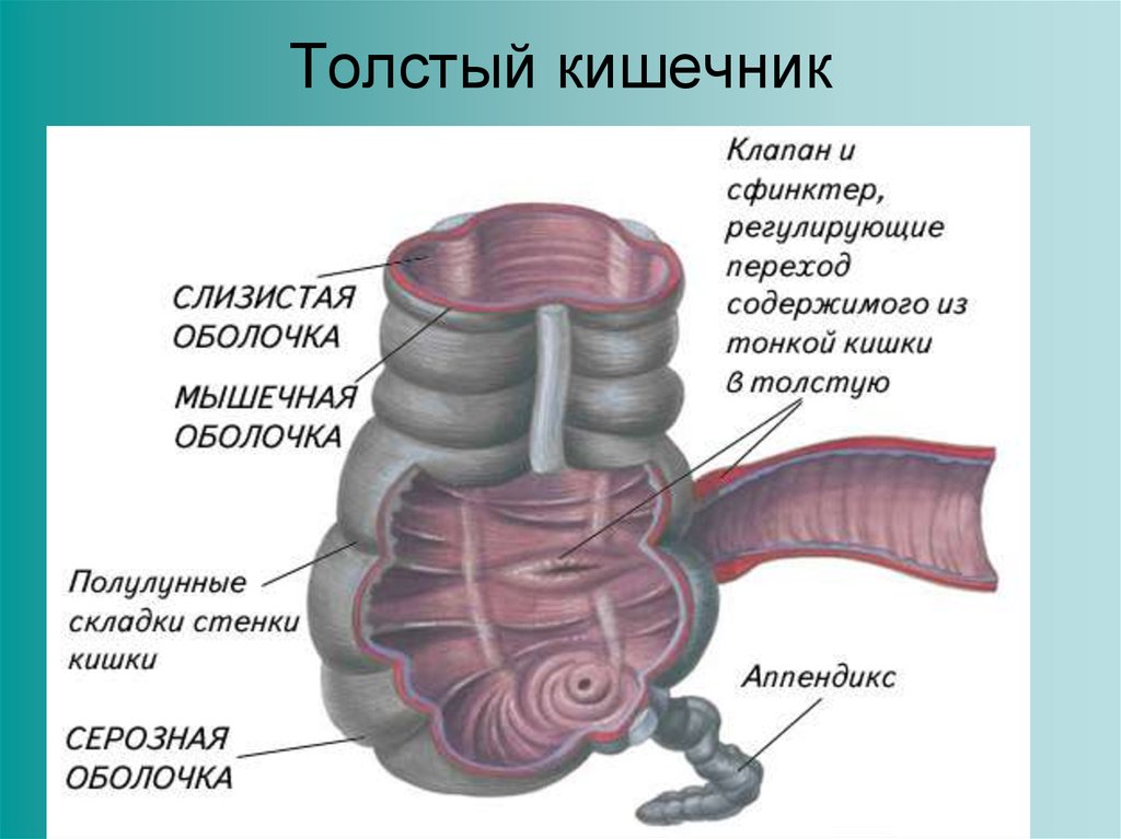 Тонкая кишка биология. Строение Толстого кишечника внутри. Строение стенки толстой кишки анатомия. Толстая кишка строение стенки. Толстый кишечник строение анатомия.