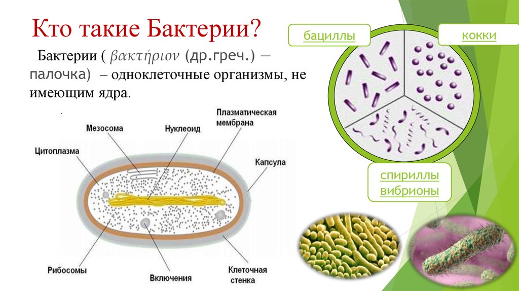 Образ жизни бактерий. Кто такие бактерии. Кто такие микроорганизмы. Бактерии это одноклеточные организмы имеющие ядро. План про бактерии.