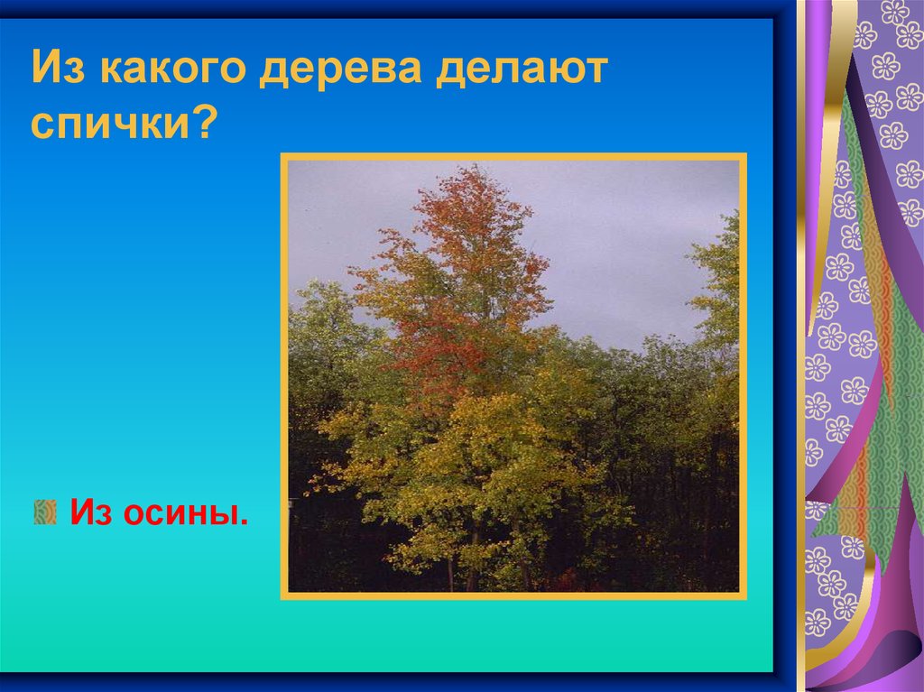 Из какого дерева сделан. Из какого дерева делают спички. Из какого дерева желают списки. Из древесины какого дерева делают спички. Спички изготавливают из древесины.