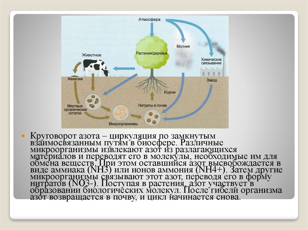 Какие организмы способны усваивать азот. Круговорот азота (по ф.Рамаду, 1981). Круговорот веществ в биосфере азот. Биологический круговорот азота. Денитрификация круговорот азота.