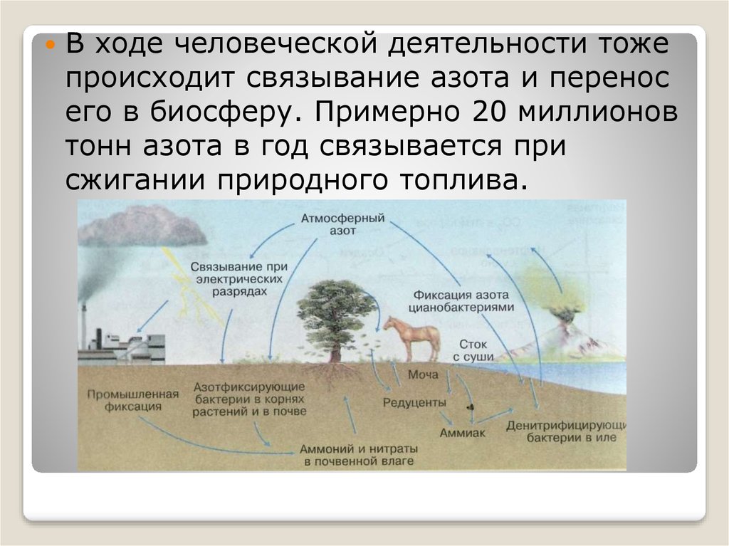 Презентация по теме круговорот азота в природе