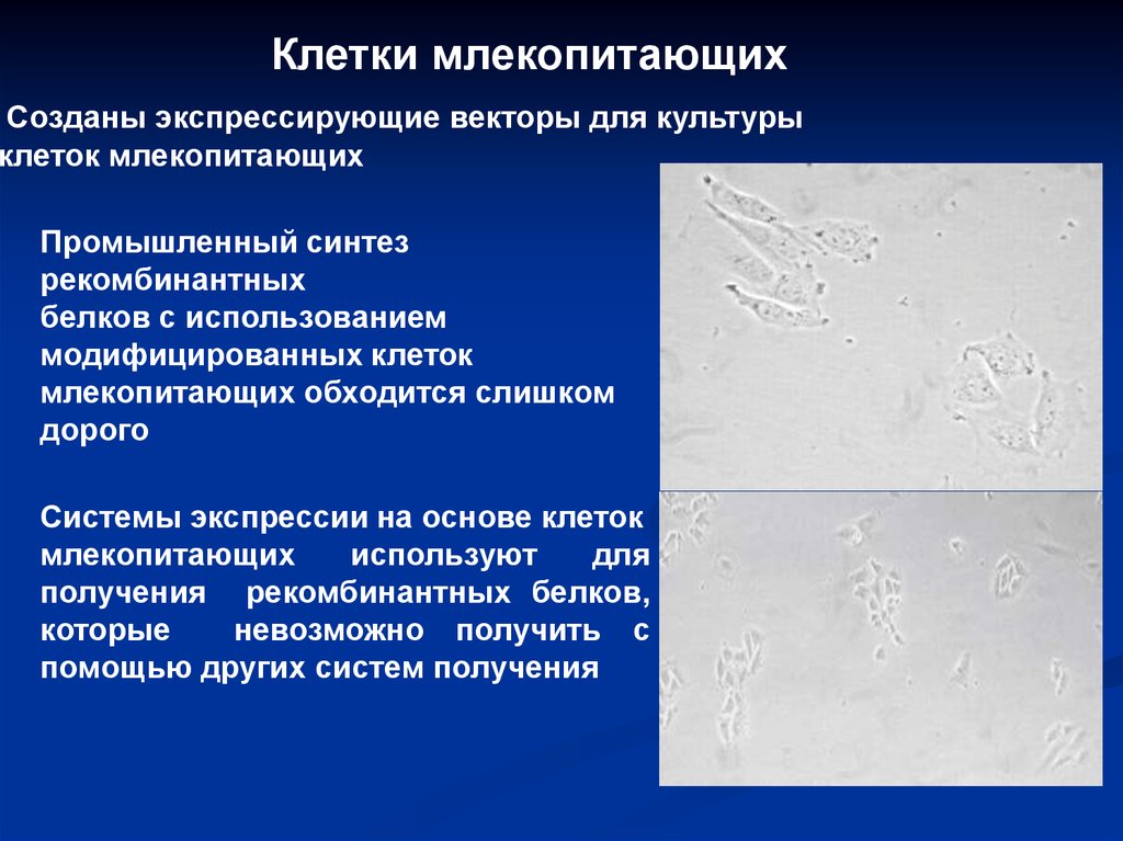 Современная технология получения рекомбинантного инсулина презентация