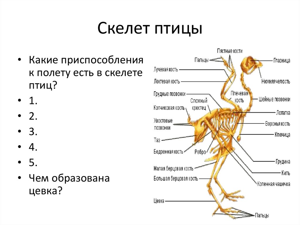 Какие особенности строения скелета птиц не связаны. Отделы скелета птиц 7 класс биология. Приспособление скелета птиц к полету. Осевой скелет птиц. Приспособления птиц к полету.