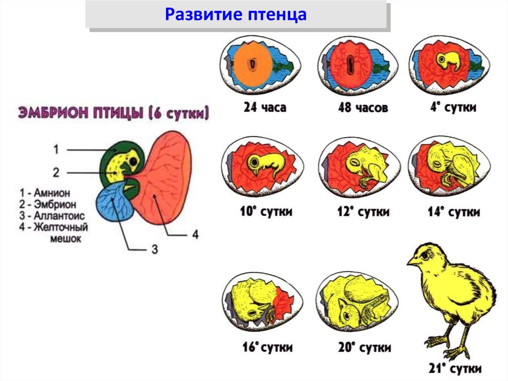 Размножение птиц презентация 7 класс. Развитие зародыша птицы схема. Схема развития цыпленка в яйце. Размножение и развитие птиц строение яйца. Схема развития зародыша в яйце.