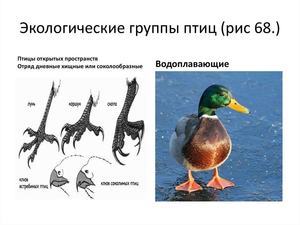 Экологические группы птиц 7 класс биология таблица. Экологическая группа водоплавающие птицы. Экологические группы птиц. Водоплавающие птицы строение. Экологические группы птиц птиц.