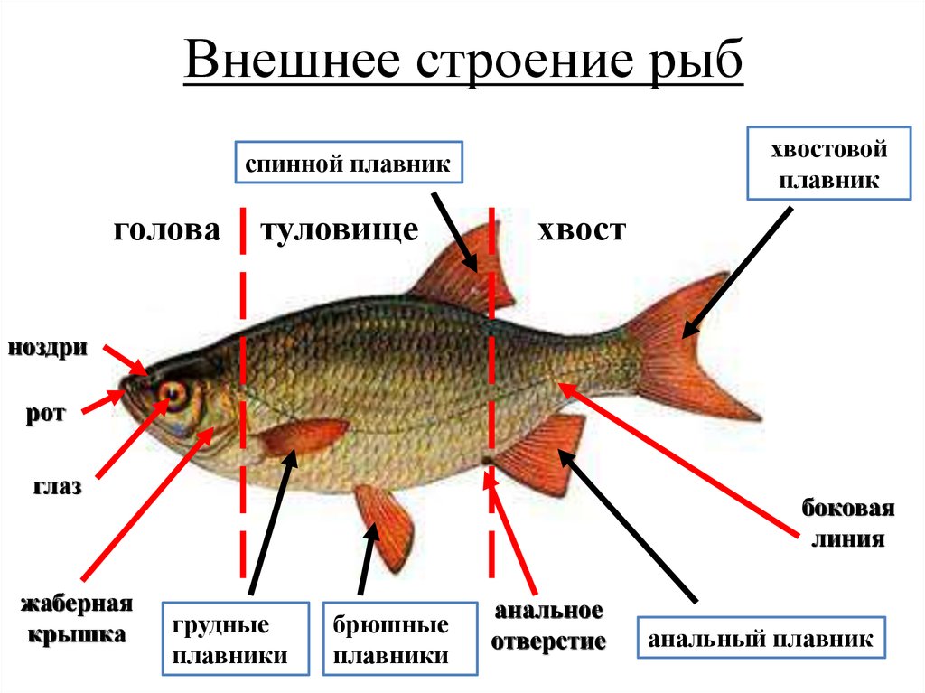 Строение рыбы