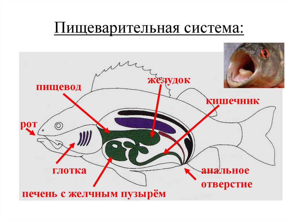 Глотка у хордовых