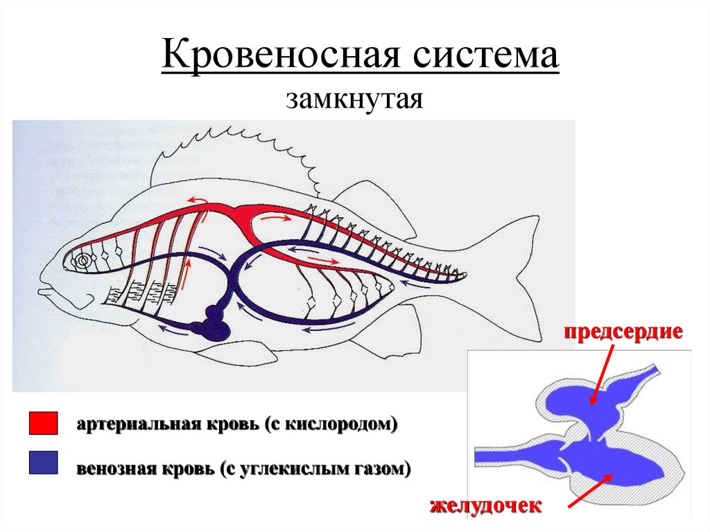 Кровеносная органы рыб. Замкнутая и незамкнутая кровеносная система схема. Кровяная система рыб. Замкнутая кровеносная система и незамкнутая кровеносная. Кровентская системм замкнуиа.