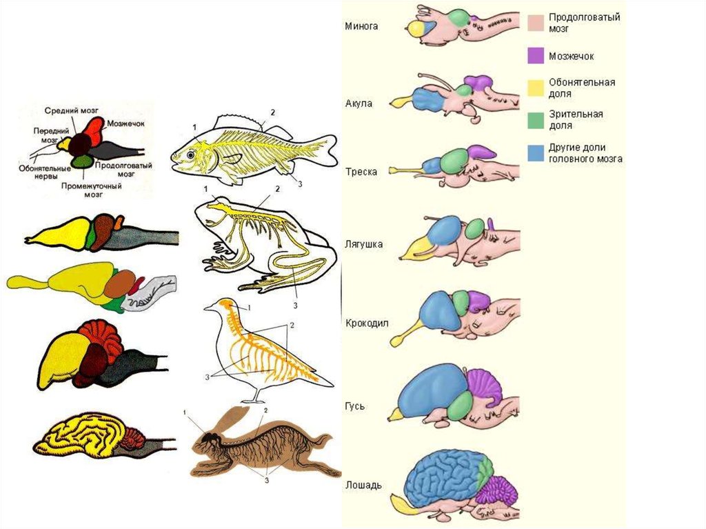 Эволюция головного мозга рыб. Строение головного мозга хордовых. Нервная система позвоночных животных. Нервная система хордовых животных. Строение головного мозга хордовых животных таблица.