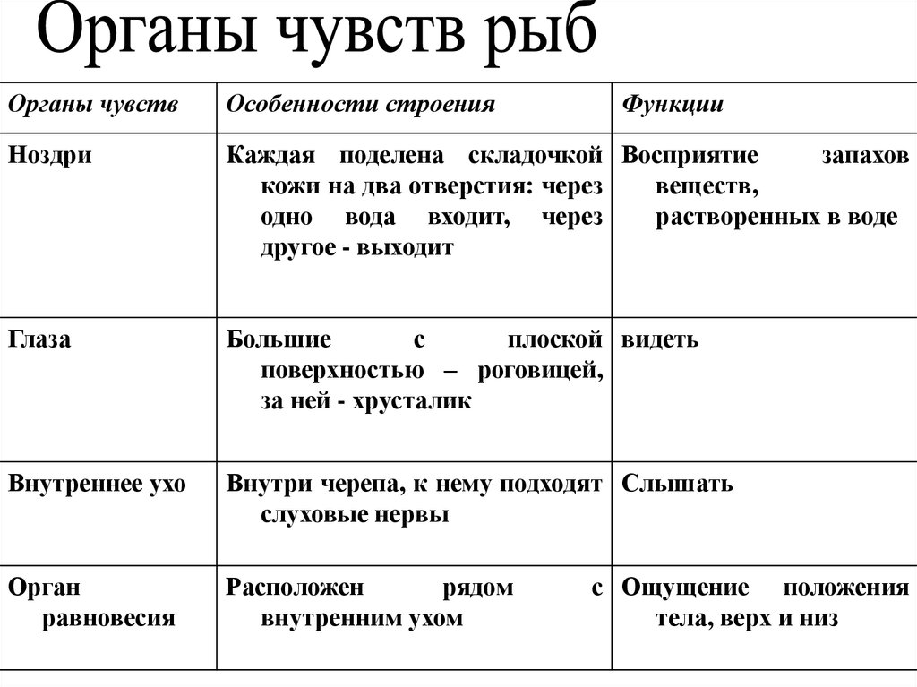 Органы чувств таблица. Орган чувств класс рыбы 7 класс биология. Функции органов чувств у рыб. Особенности органов чувств у рыб. Органы чувств у рыб кратко.