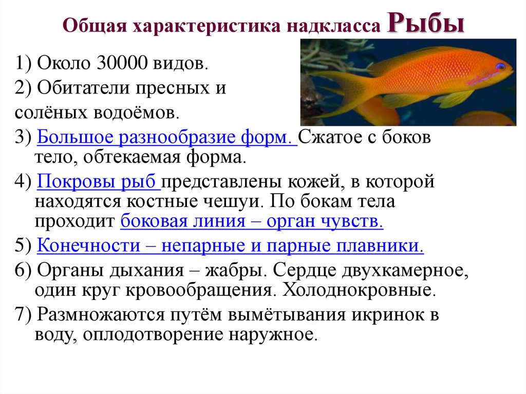 Доклад про классы рыб. Надкласс рыбы общая характеристика. Классы рыб общая характеристика 7 класс. Общая характеристика Надкласс костные рыбы. Характеристика костных рыб 8 класс.