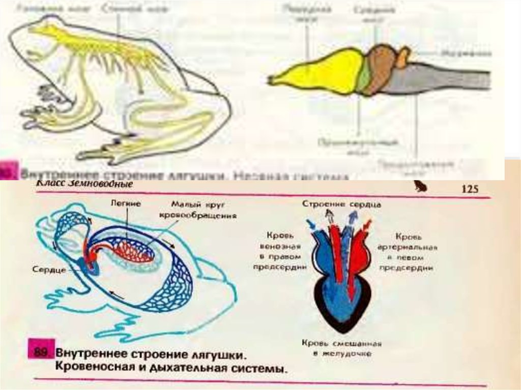 Нервная система лягушки рисунок