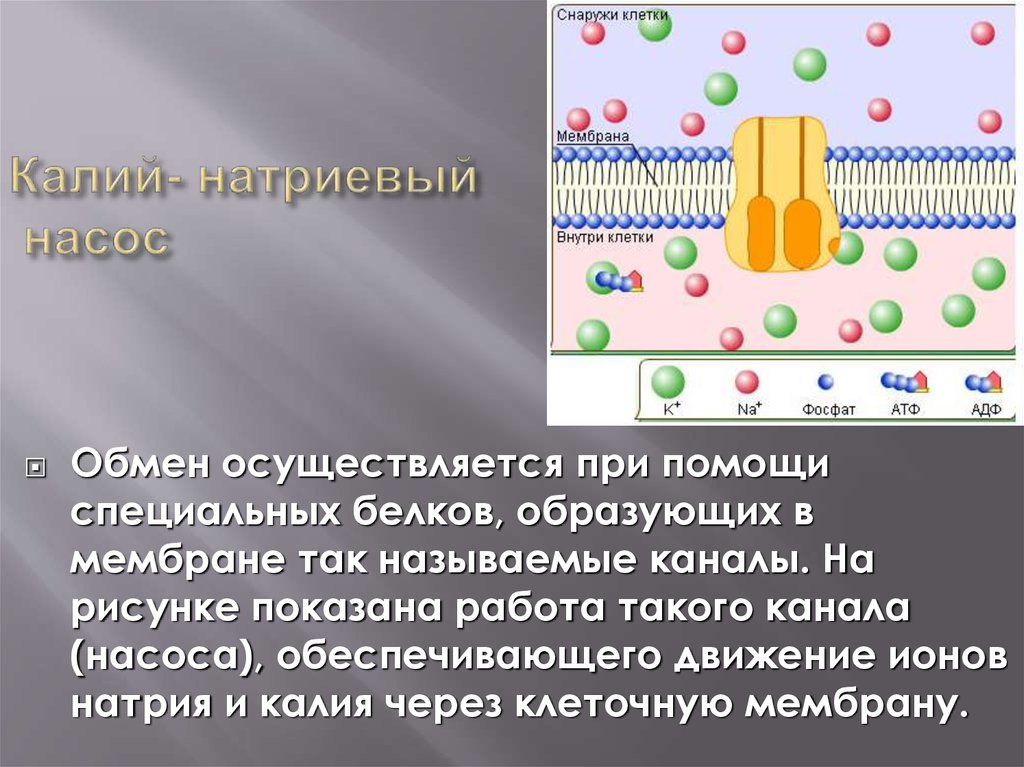 Обмен натрия и калия. Калий-натриевый насос в клетке. Натриевый насос белок. Цикл калий натриевого насоса. Клеточная мембрана натрий.