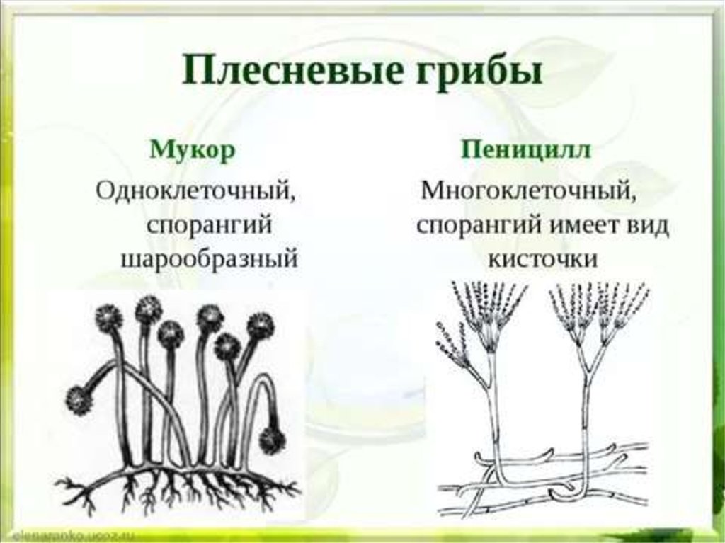 Спорынья многоклеточный или одноклеточный