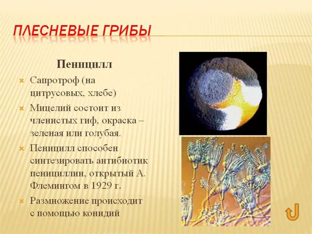 Пеницилл гриб описание. Пеницилл сапротроф. Плесневелый гриб пеницилл. Плесневый гриб пеницилл биология. Пеницилл это сапротрофы или паразиты.