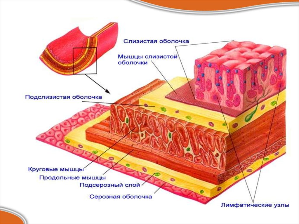 Оболочки мышц