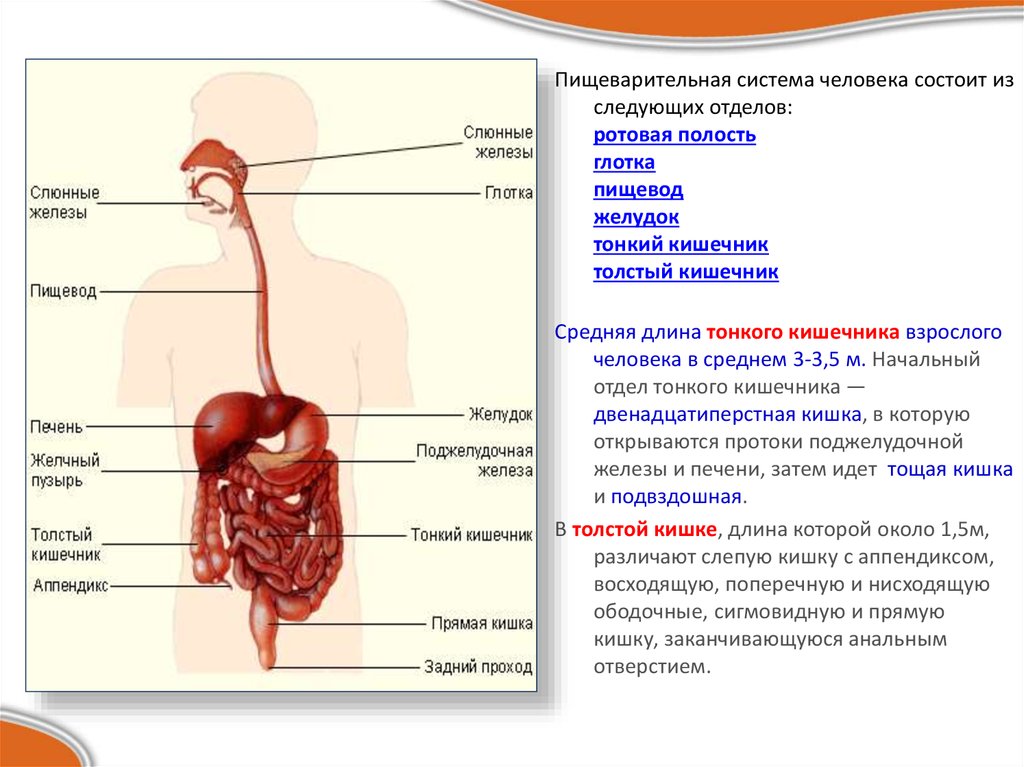 Тест по анатомии пищеварительная