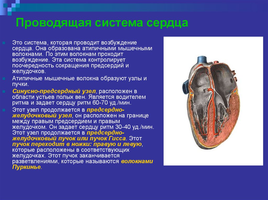 Работа сердца кратко. Физиология сердца. Анатомия и физиология сердца. Проводящая система сердца физиология. Анатомия и физиология сердца человека.