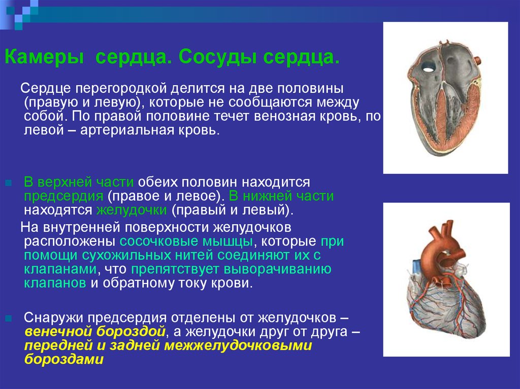 Какие камеры сердца