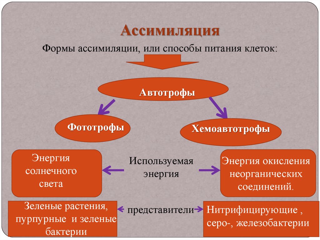 Обмен веществ 10 класс биология презентация