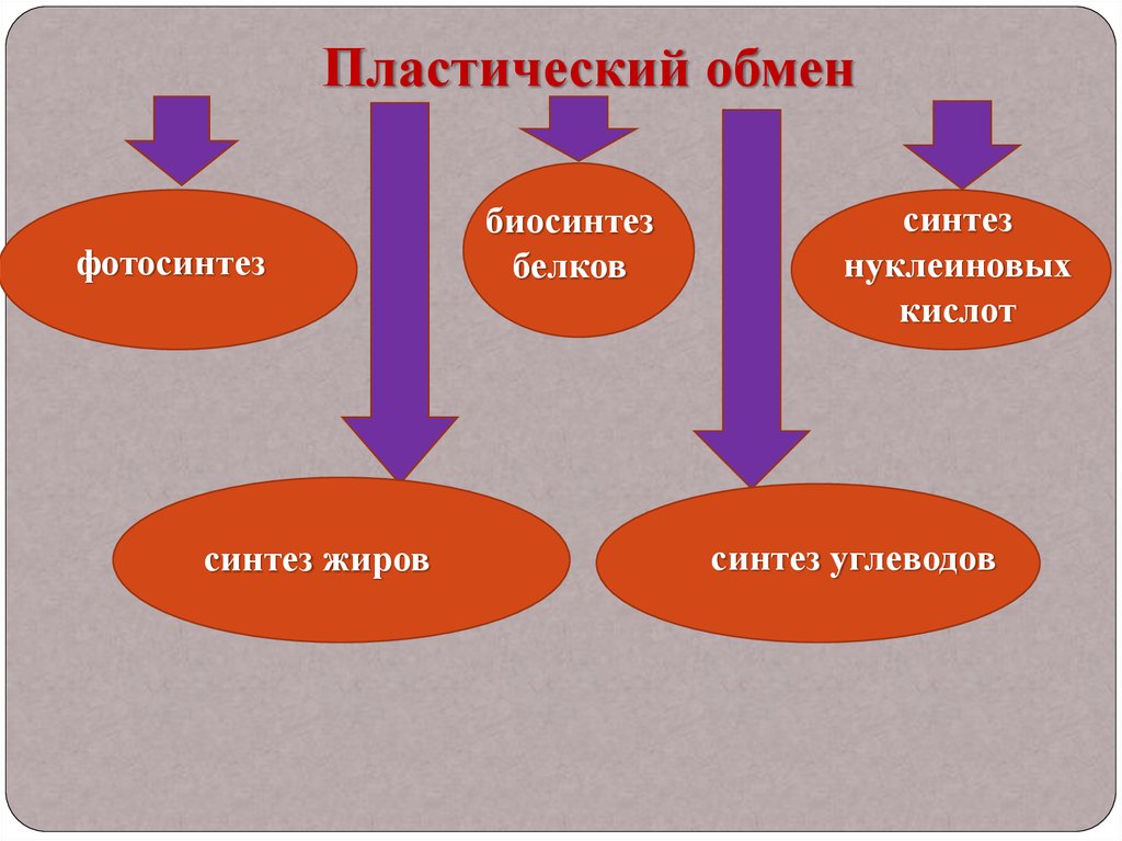 Схема пластического обмена 9 класс