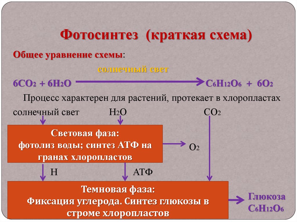 Фазы фотосинтеза схема