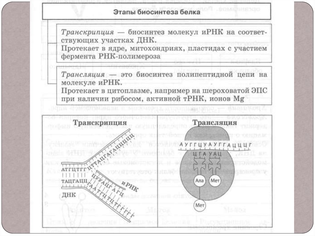 Пути образования энергии в клетке презентация