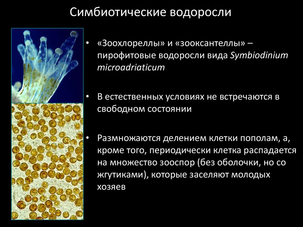 Водоросли усваивают минеральные. Симбиотические водоросли. Водоросли симбионты. Пирофитовые водоросли. Водоросли зооксантеллы.