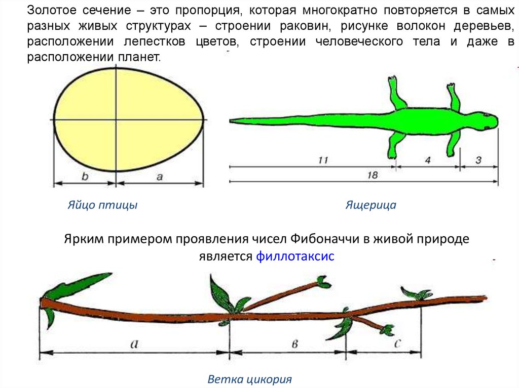 Золотое сечение в природе примеры картинки