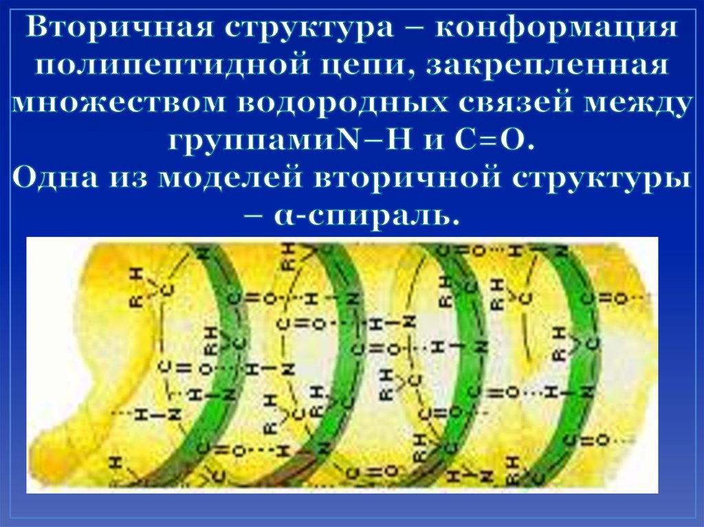 Конформация полипептидной цепи. Конформация полипептидной цепи в белках. Определите аминокислотную последовательность полипептида