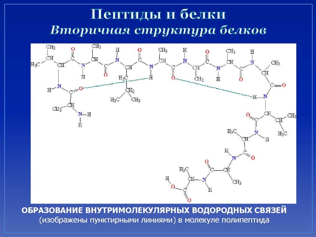 Водородные связи вторичная структура