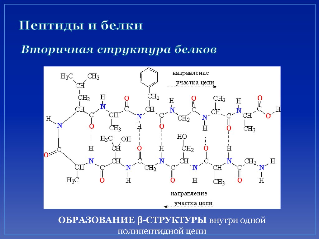 Вторичную структуру белка поддерживают в основном