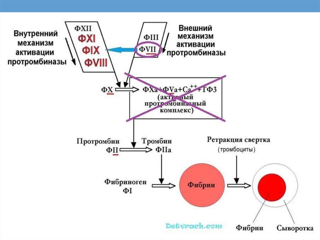 Механизм активации. Фибринолитическая система плазмы крови. Система свертывания крови и фибринолиз. Схема фибринолитической системы крови. Внешний механизм активации протромбиназы.