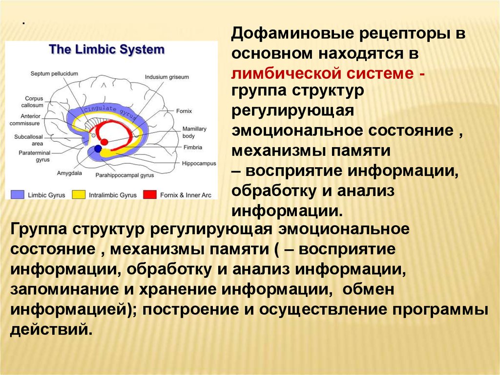 Дофаминергическая система презентация