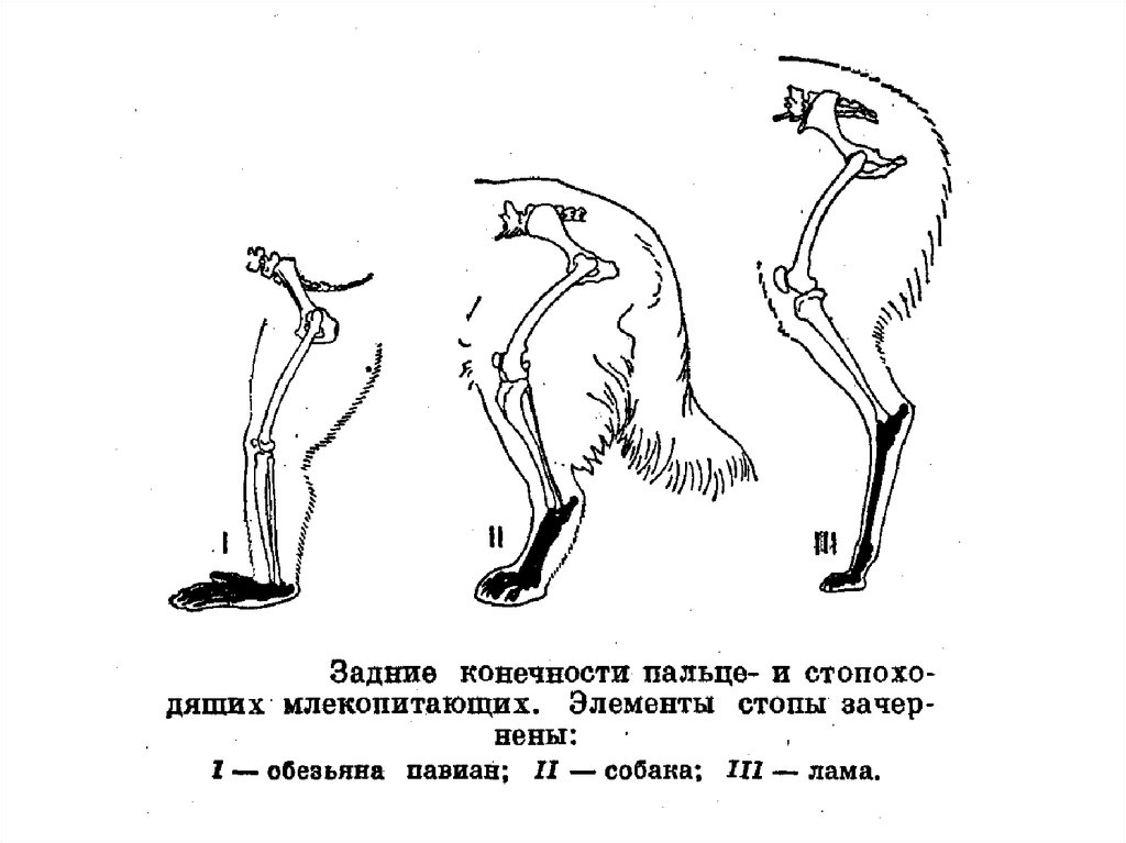 Скелет задних конечностей у млекопитающих. Пояс задних конечностей млекопитающих строение. Строение задних конечностей млекопитающих. Пояс задних конечностей у млекопитающих 7 класс. Пояс передних и задних конечностей у млекопитающих.
