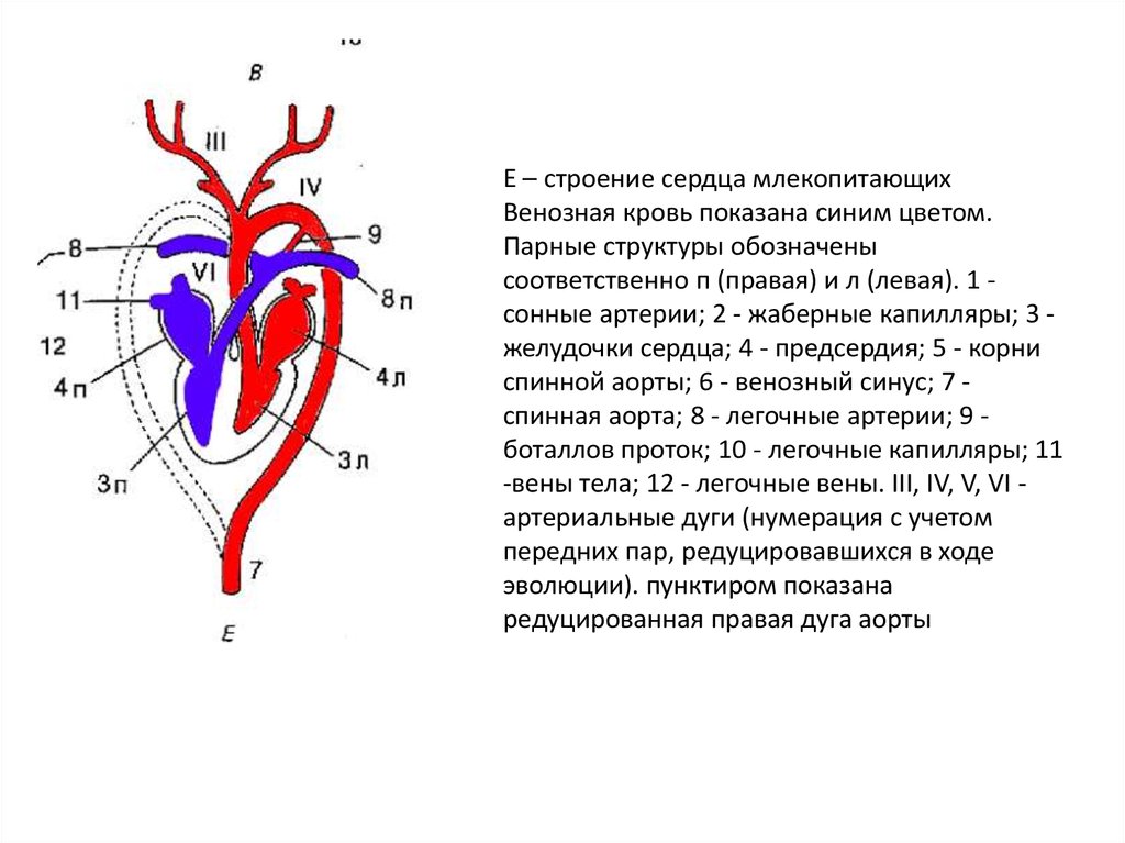 Какая кровь поступает в легкие млекопитающих. Схема сердца млекопитающих. Венозная и артериальная кровь в сердце схема. Схема строения сердца млекопитающего и отходящие от него сосуды. Строение сердца млекопитающих.