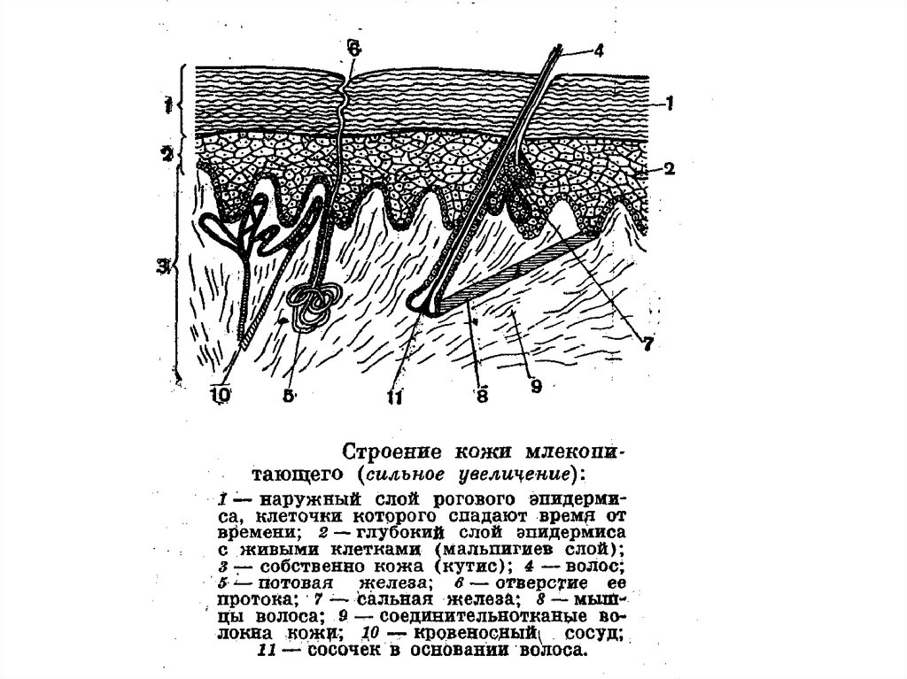 Строение кожи млекопитающих рисунок с подписями 7 класс