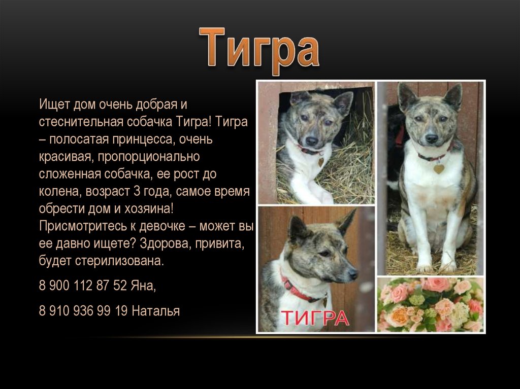 Тигра