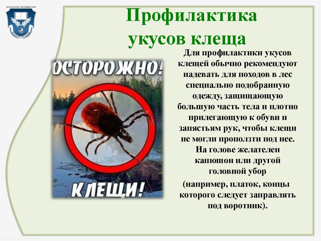 Проект на тему осторожно клещи по биологии