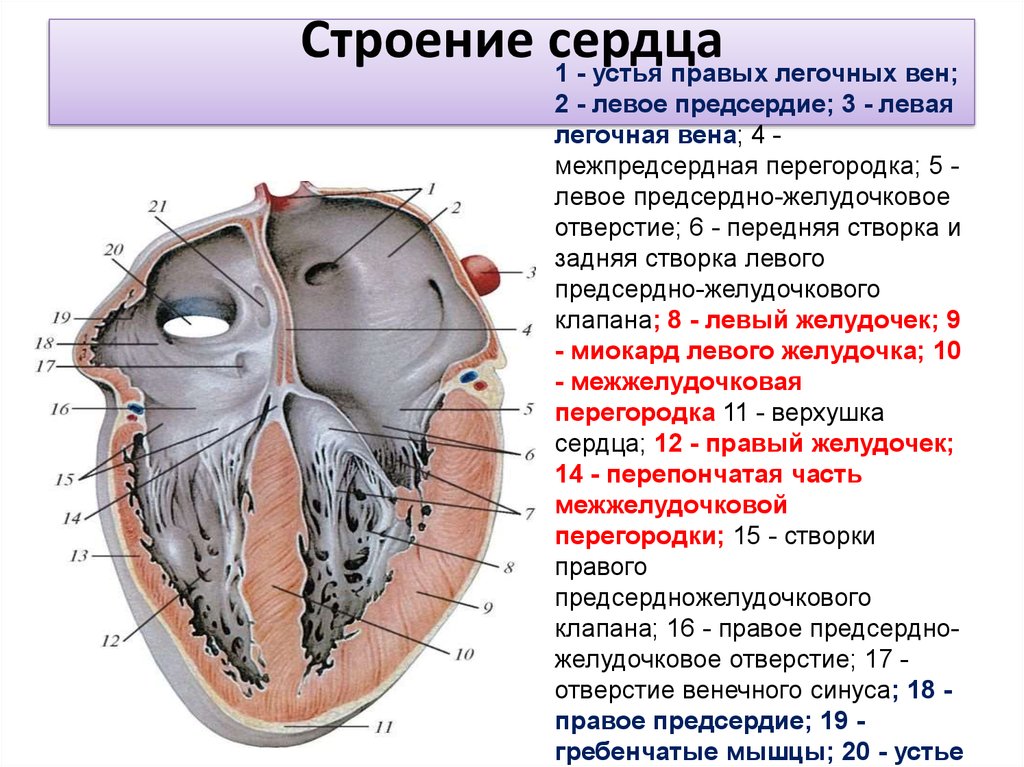 Правый желудочек отделен от правого предсердия. Межпредсердная перегородка сердца строение. Строение сердца желудочки предсердия. Сердечный желудочек строение. Строение межпредсердной перегородки сердца.