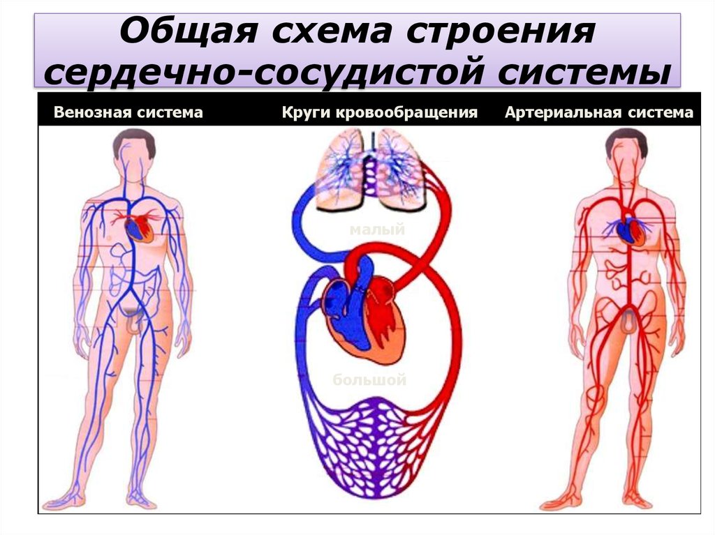 В состав какой системы входит сердце. Схема строения сердечно сосудистой системы. Составные части сердечно сосудистой системы. Строение и функции системы кровообращения человека. Схема физиология сердечно сосудистой системы.