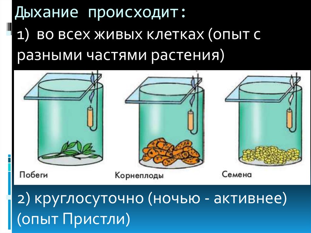 В каких клетках происходит дыхание растений