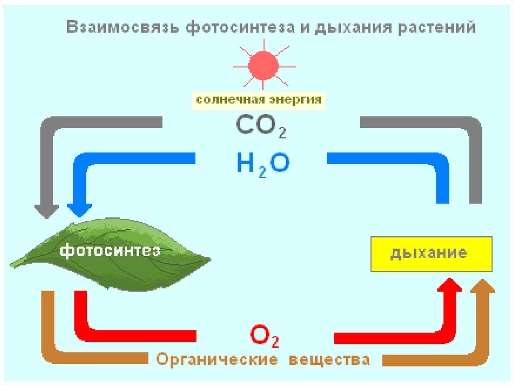 Укажите номер обозначающий на схеме вещество являющееся источником углерода