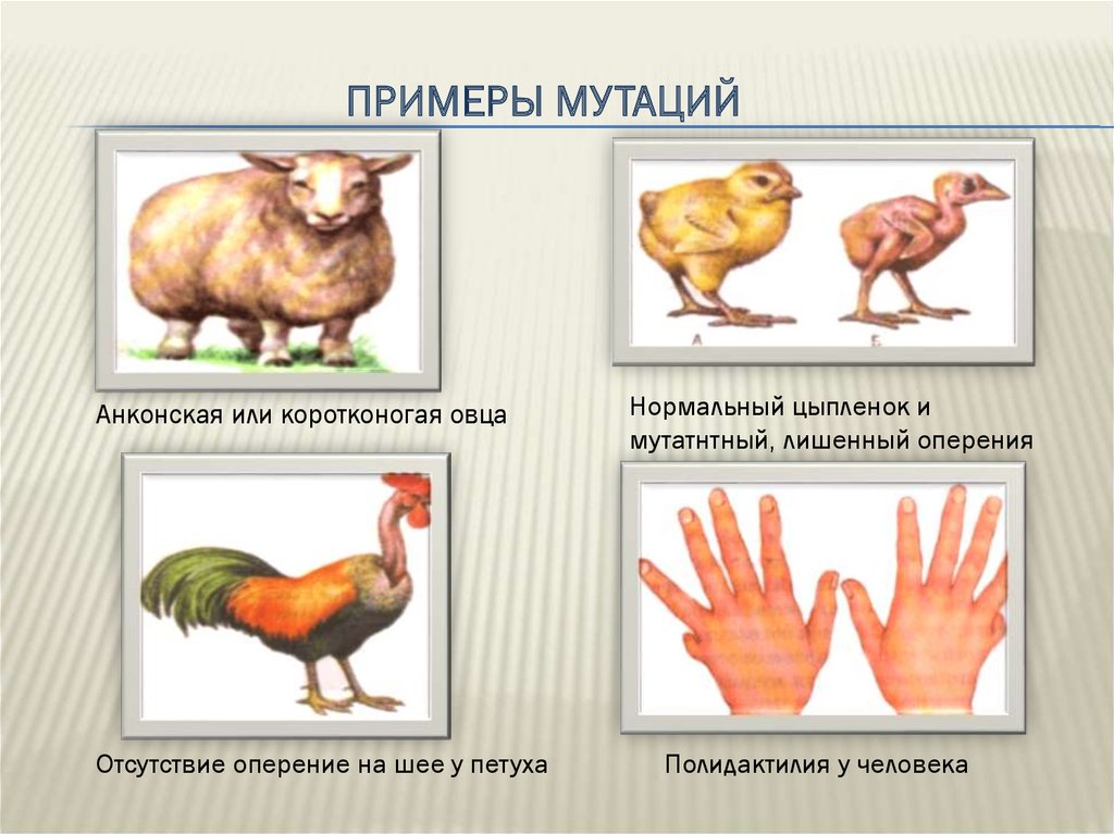 Презентация изменчивость наследственная изменчивость