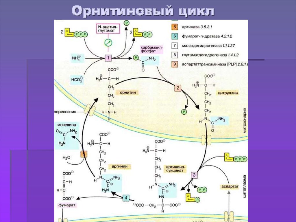 Орнитиновый цикл реакции. Схема синтеза мочевины орнитиновый цикл. Цикл Кребса и орнитиновый цикл. Схема орнитинового цикла мочевинообразования. Орнитиновый цикл Кребса-Гензелейта – Биосинтез мочевины.